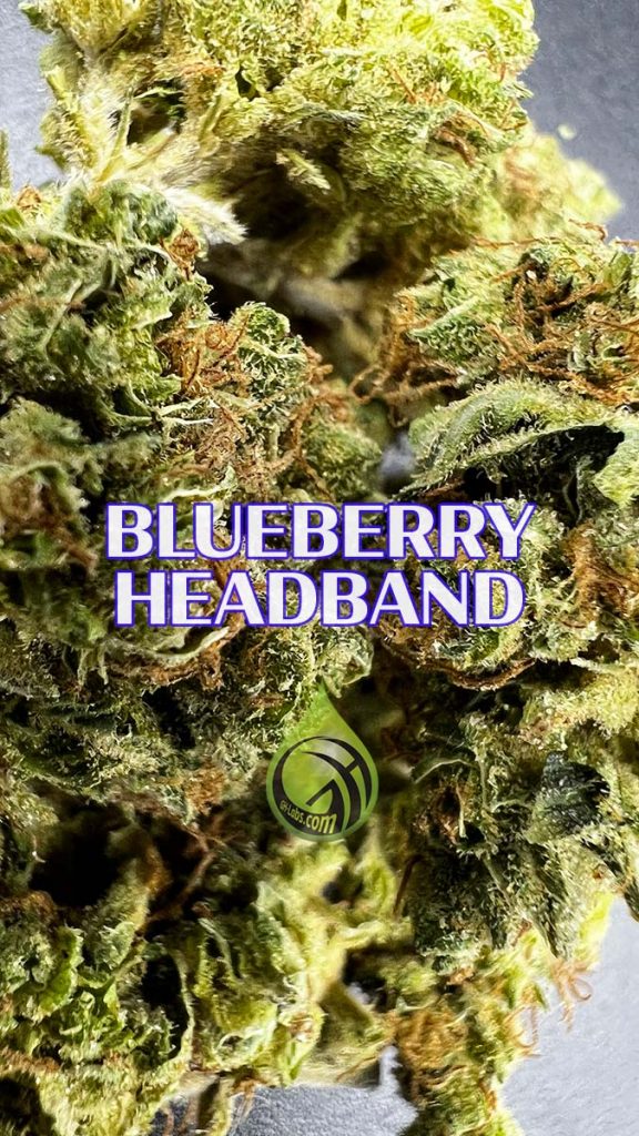 Blueberry Headband